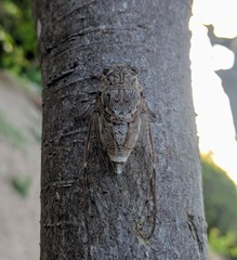 Cicada cretensis