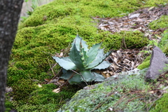 Agave wocomahi