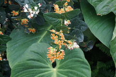 Macleania pentaptera