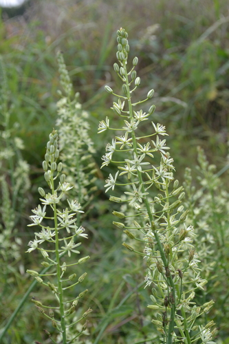 Bath Asparagus (Ornithogalum pyrenaicum)