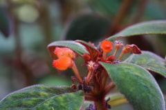 Nematanthus