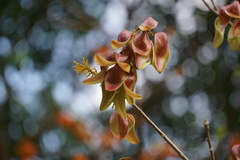 Firmiana malayana