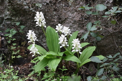 Govenia liliacea