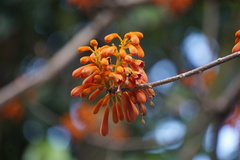 Firmiana malayana