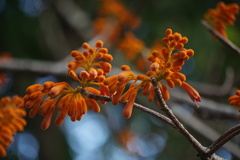 Firmiana malayana