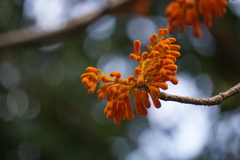 Firmiana malayana