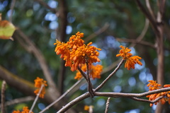 Firmiana malayana