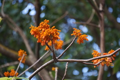 Firmiana malayana