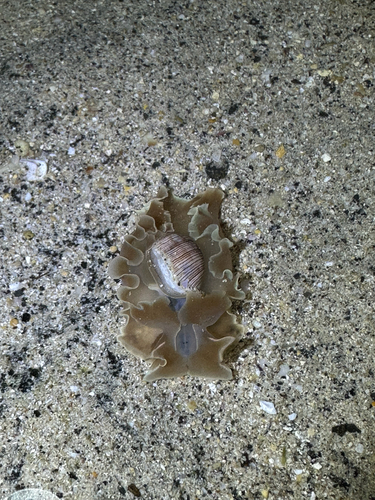 Hydatina physis observed 2025-12-18