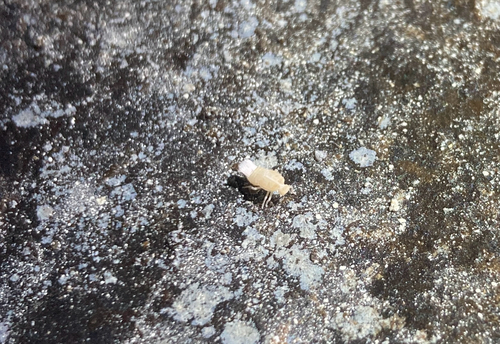 Oliarus polyphemus observed 2024-12-09