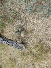 Mammillaria schumannii