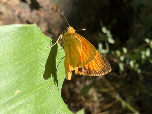 Godman's Skipper