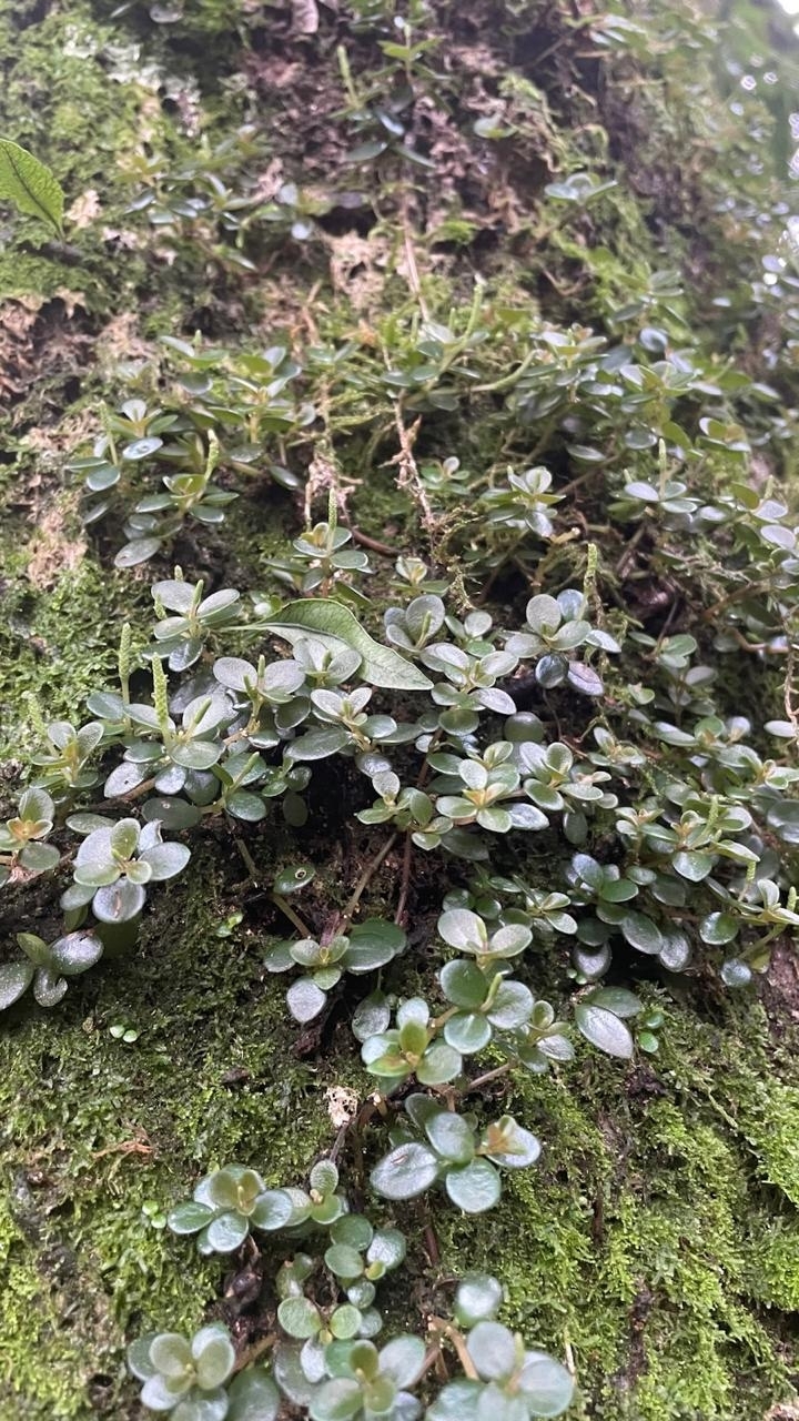 Peperomia catharinae