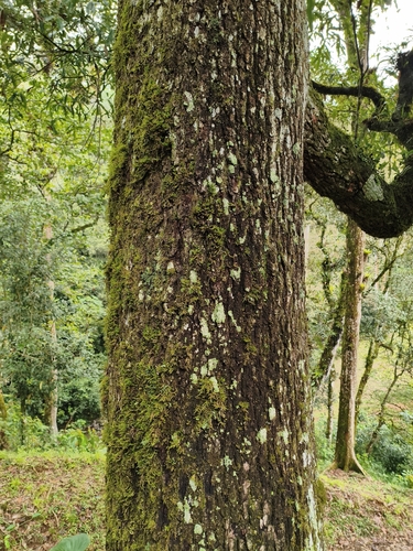 Quercus pinnativenulosa