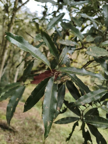Quercus pinnativenulosa