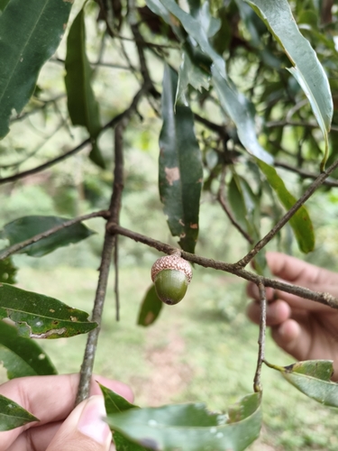 Quercus pinnativenulosa