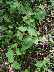 Mirabilis violacea