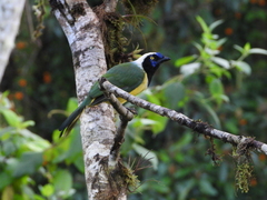 Cyanocorax yncas yncas