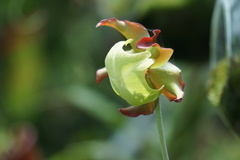 Sarraceniaceae