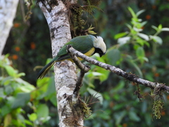 Cyanocorax yncas yncas