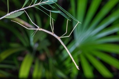 Acrophylla wuelfingi