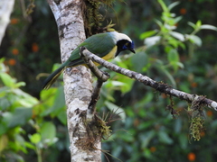 Cyanocorax yncas yncas