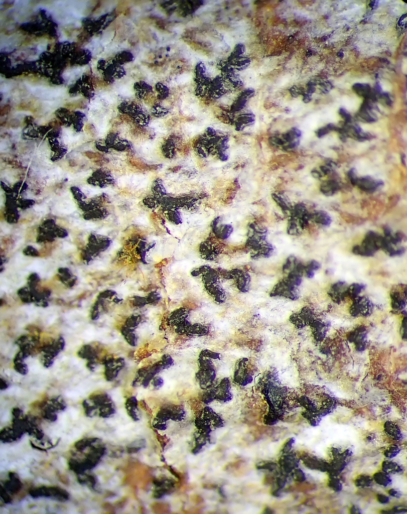 Asterisk Lichen