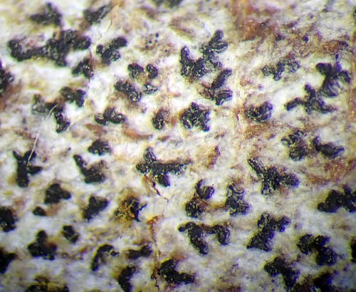 Asterisk Lichen
