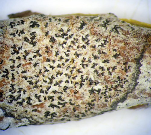 Asterisk Lichen