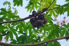 Sterculia foetida