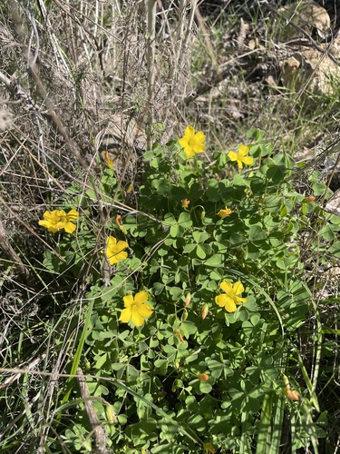 Oxalis californica (Oxalis californica)