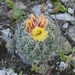 Coryphantha pseudoradians - Photo (c) Clarita Alicia Ibarra Contreras, some rights reserved (CC BY-NC), uploaded by Clarita Alicia Ibarra Contreras