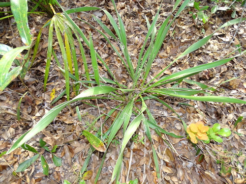 Asparagaceae image