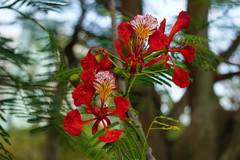 Delonix regia