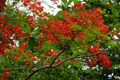 Delonix regia