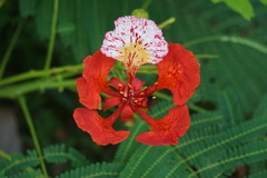 Delonix regia