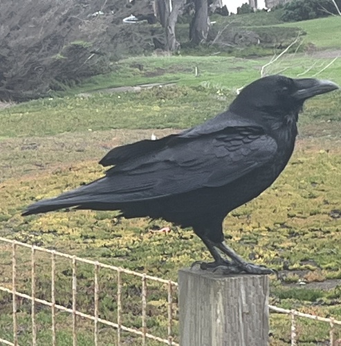 Common Raven
