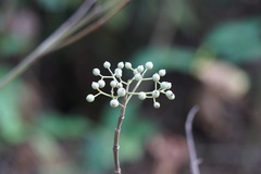 Tarenna fragrans