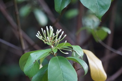 Tarenna fragrans
