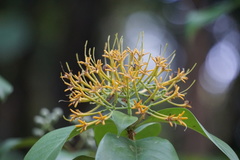 Tarenna fragrans