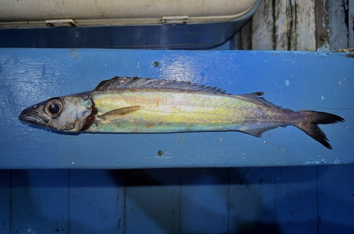 Promethichthys observed 2025-12-23