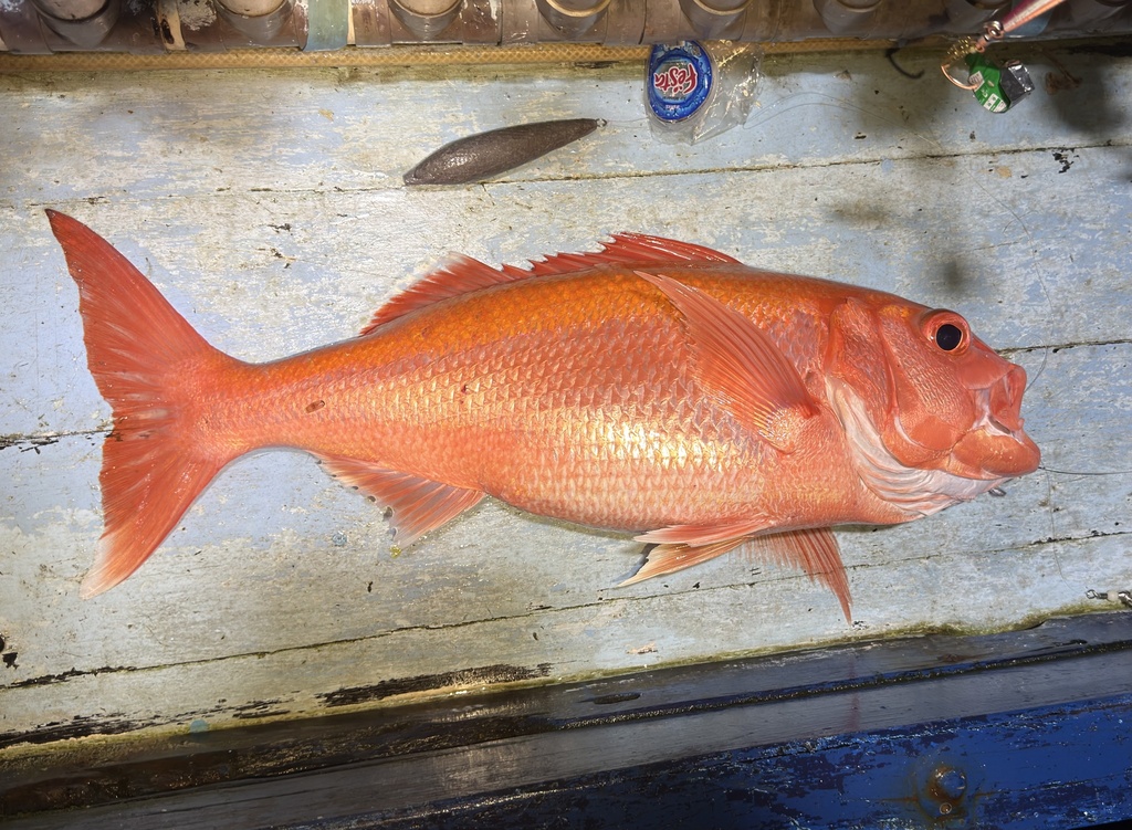 Bowen's Red Snapper
