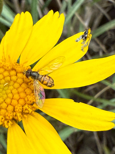 Unknown species found near Bexar County, US-TX, US