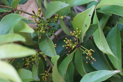 Macrosolen cochinchinensis