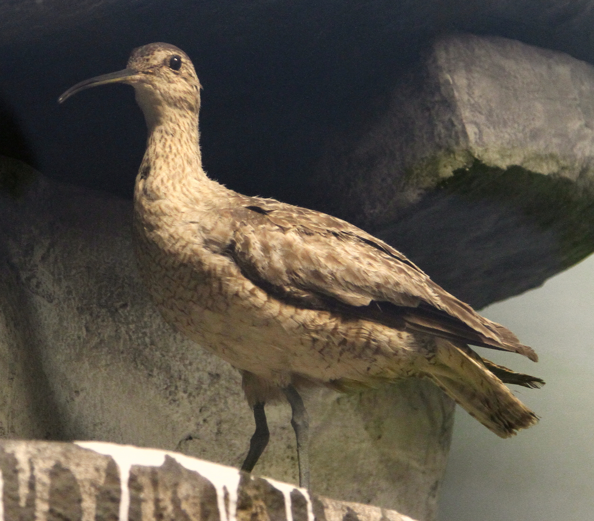 Eskimo Curlew (Numenius borealis)
