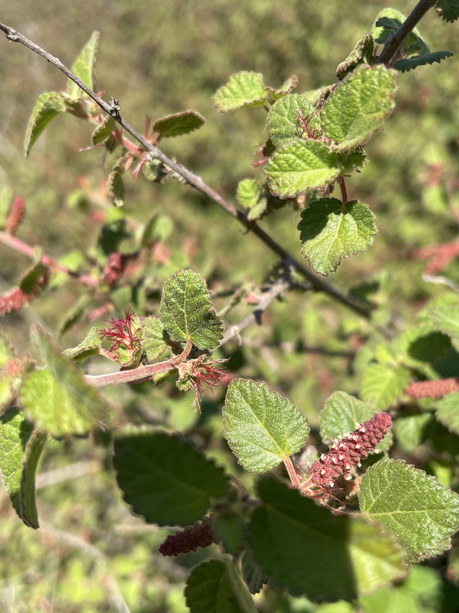 Acalypha californica