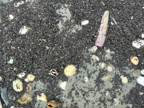 Ensis leei
