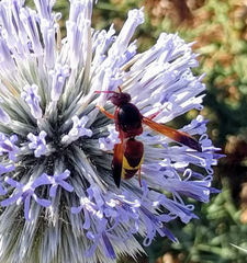 Rhynchium oculatum oculatum