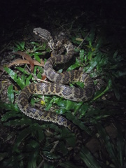 Trimeresurus purpureomaculatus