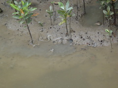 Cerberus schneiderii